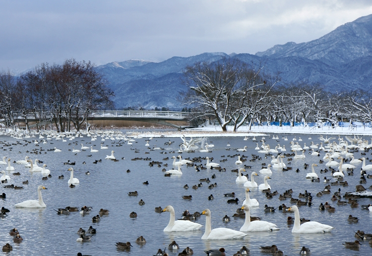 白鳥が見えない家　　大改造　劇的!!ビフォーアフター