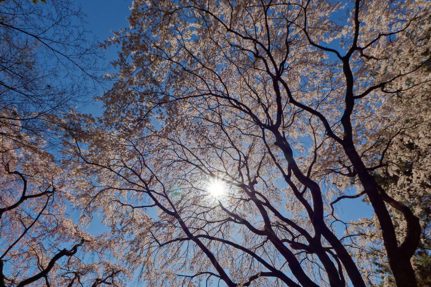 春　敷島公園桜