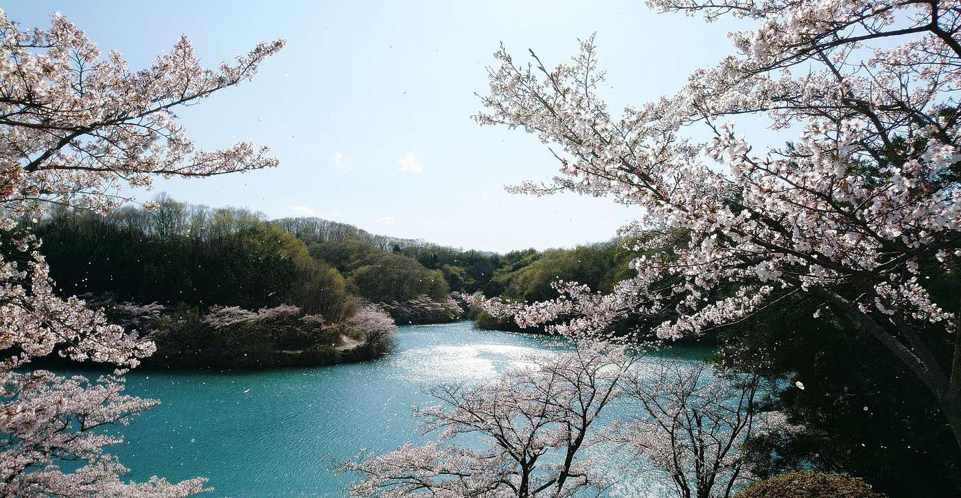 春　竹沼桜