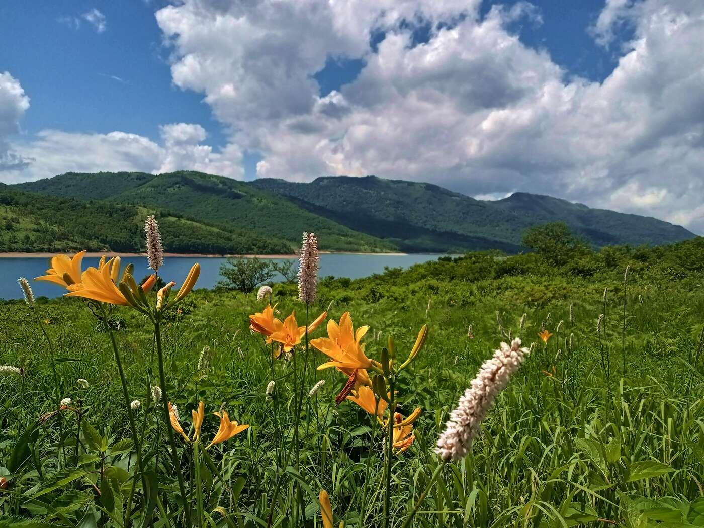 夏　野反湖２