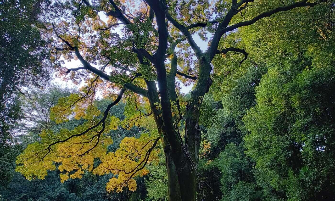 群馬の森　秋